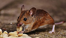 24 Hour & Emergency Exterminators in Frenchtown, NJ